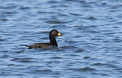 Black Scoter